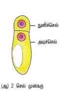 12th Bio-Botany Additional 2 Marks samacheer kalvi guide