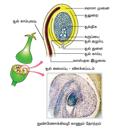 49. தகுந்த படத்துடன் சூலின் அமைப்பை விவரி. students guide 360 12th samacheer kalvi guide