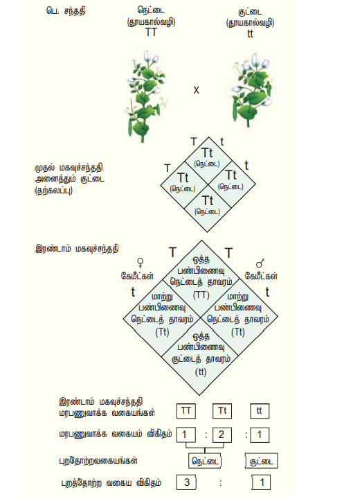 12th Standard Bio-Botany | Botany Unit 7 samacheer kalvi guide, students guide 360 