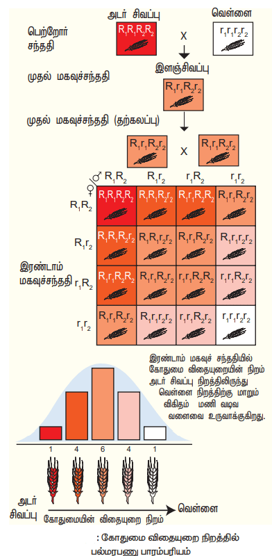 பல்கூட்டு பாரம்பரியத்தை எடுத்துக்காட்டுடன் விளக்குக.