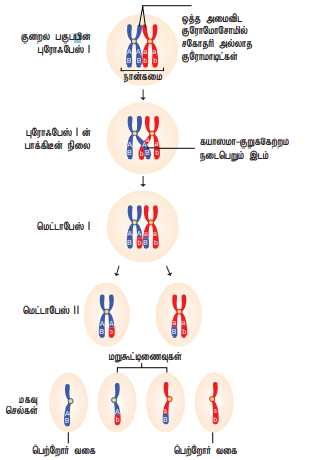 12th Botany Lesson 3 Book Back Answers STUDENTS GUIDE 360