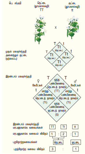 12th Bio Botany Unit 7 Lesson 2 Additional 5 marks