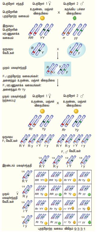 12th Bio Botany Unit 7 Lesson 2 Additional 5 marks