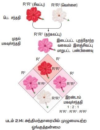 Read more about the article 12th Botany Lesson 2 Additional 5 marks