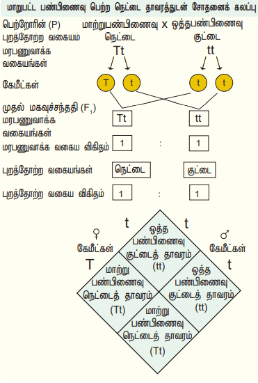 12th Bio Botany Lesson 2 Additional 3 Marks