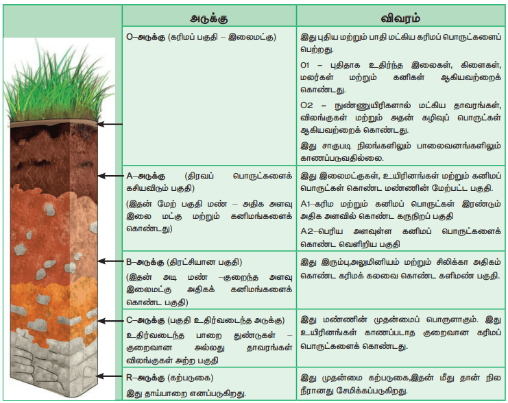  12th Botany Unit 9 Lesson 6 Book Back answers