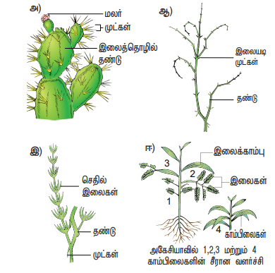  12th Botany Unit 9 Lesson 6 Additional 5 Marks