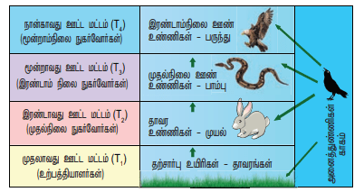 12th Botany Unit 9 Lesson 7 Additional 5 Marks