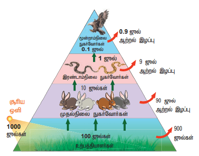 12th Botany Unit 9 Lesson 7 Additional 5 Marks