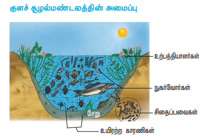 12th Botany Unit 9 Lesson 7 Additional 5 Marks