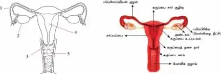 9th Science Guide Lesson 20 Book Back Answers