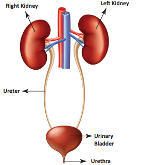 5th Science Guide Term 1 Lesson 1 Organ System