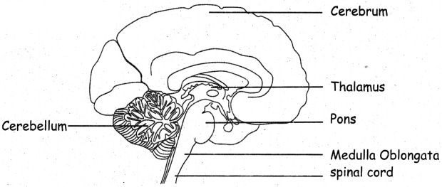 5th Science Guide Term 1 Lesson 1 Organ System