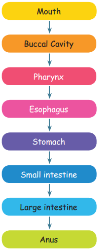 Draw a flow chart to explain the function of digestive system in human being.