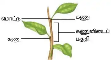 6th Science Guide Term 1 Unit 4