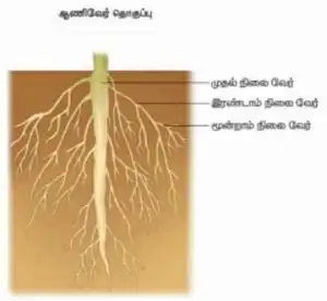 6th Science Guide Term 1 Unit 4