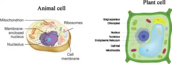 4. Make sketches of animal and plant cells which you observe under microscope.